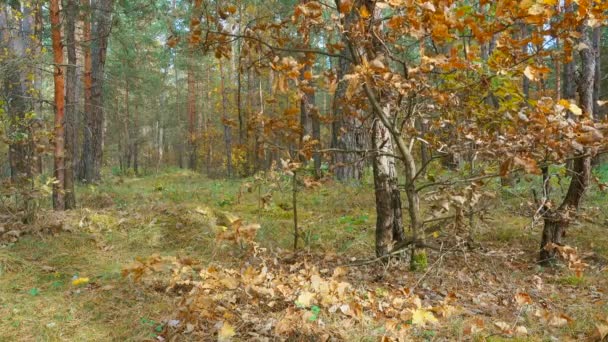 Hösten skogen, oaken lämnar på en vind. — Stockvideo