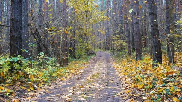 Strada attraverso la bella foresta e foglie cadenti . — Video Stock