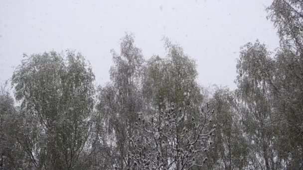 Snö faller i vacker skog på vinterdag. — Stockvideo