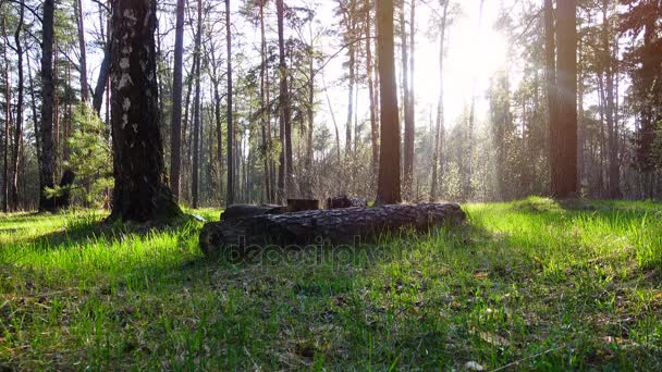 Hermoso bosque de primavera . — Vídeo de stock