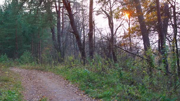 Route à travers la forêt au beau lever du soleil .