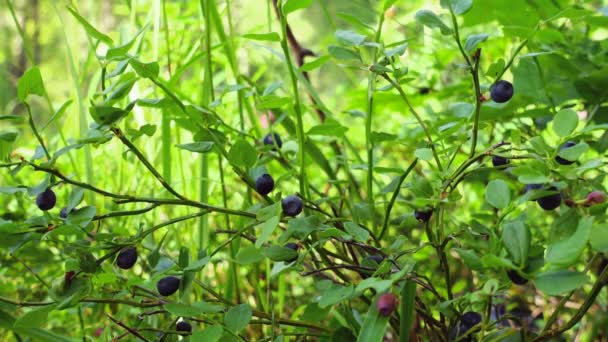 Frische Blaubeeren wachsen im Wald. — Stockvideo