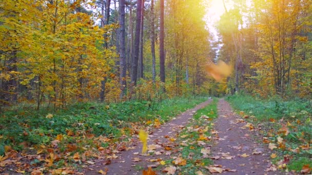 Цикл бесшовное видео с падающими листьями . — стоковое видео