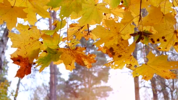 Gouden herfstbladeren zwieren in de wind. — Stockvideo