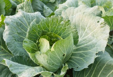 Genç yeşil çiğ lahana'nın kafayla yapraklar. 