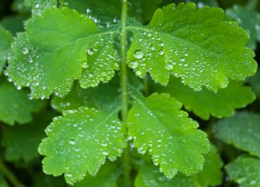 Yağmur sonra taze yeşil yaprak. 