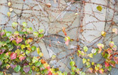 Üzüm yüzeye dokuma ile antik taş duvar. 