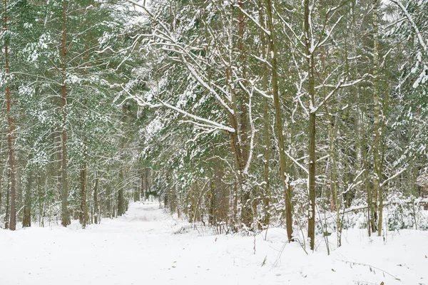Hermosos bosques de invierno . — Foto de Stock