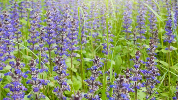 Voorjaar veld op mooie dag. — Stockfoto