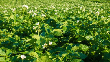 Çiçekli güzel patates alan. 