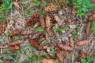 Doğa arka plan, kıştan sonra ilk bitkiler. 