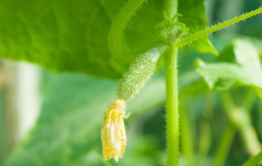 Küçük yeşil salatalık bitki üzerinde asılı. 