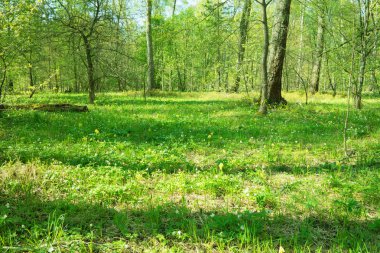 güzel bahar orman. 