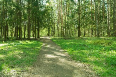 Güzel çam ormanı, Sibirya, Rusya Federasyonu. 
