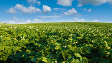 Potato field and blue sky at beautiful day.  clipart