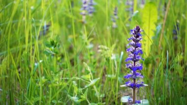 Çiçek alan güzel bir gün.