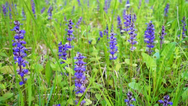 Hermosas flores silvestres en campo de verano . — Vídeo de stock