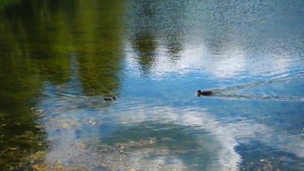 Deux canards nagent dans un lac . — Video