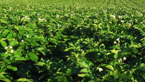 Цветущее картофельное поле, растения крупным планом с цветами . — стоковое видео