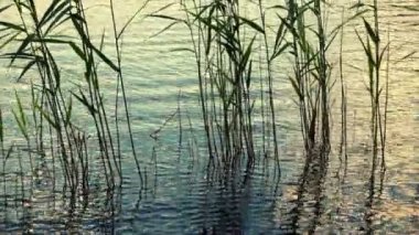 Çim ve orman ake.