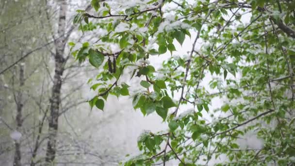 在绿树和树枝上慢慢飘落的雪 — 图库视频影像