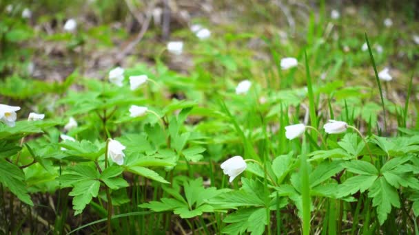 Belles premières fleurs et herbe. Gouttes de neige poussant sur une forêt . — Video