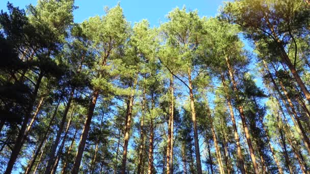 Pinheiros HIgh na floresta em belo dia, timelapse. Floresta de pinheiro . — Vídeo de Stock