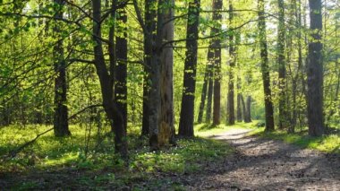 Güzel vahşi orman, gün ışığında uçan böcekler yolda.