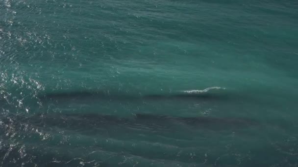 Onde d'acqua, oceano — Video Stock