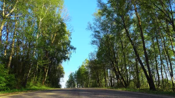 Camino de campo asfalto a través de un hermoso bosque salvaje . — Vídeos de Stock