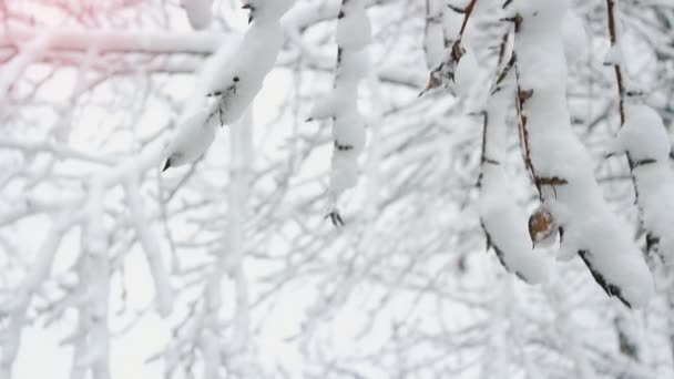 Vackra vinter, snö på trädgren i solsken. — Stockvideo