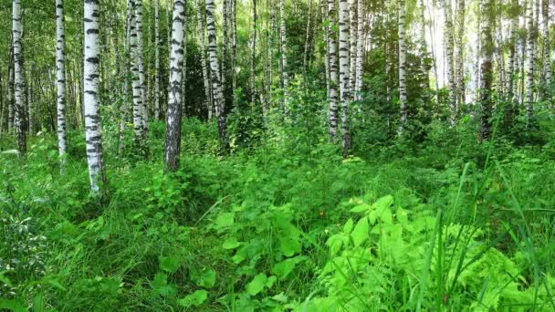 Hermoso bosque de abedul . — Vídeo de stock