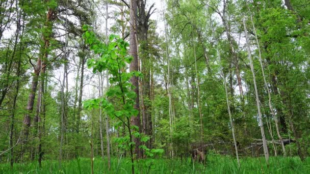 Belle forêt sauvage après la pluie . — Video