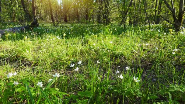 Belle forêt printanière et fleurs, gouttes de neige . — Video