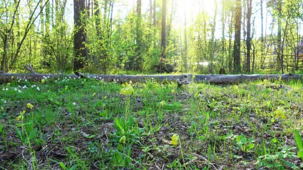 Forêt sauvage au jour ensoleillé .