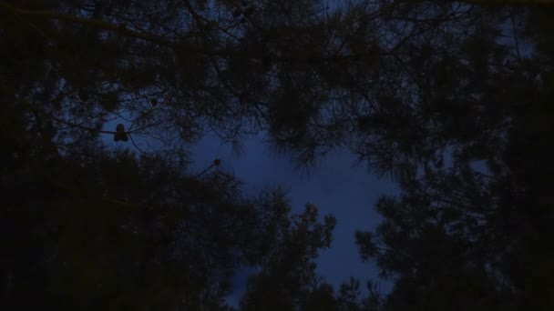 Ночь в лесу, небо во времени. Облака . — стоковое видео
