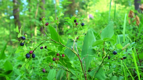 Свіжа чорниця росте в лісі. Сира свіжа чорниця крупним планом . — стокове відео