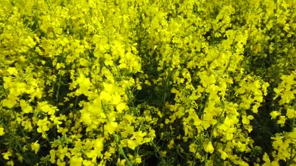 Gele bloem veld op zonnige dag. — Stockvideo