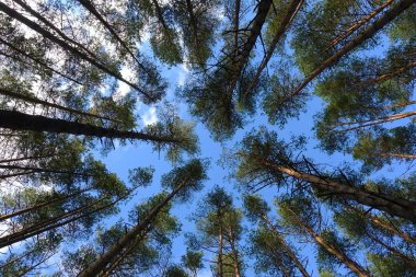 Güzel bir gün, ormandaki yüksek çam ağaçları. 
