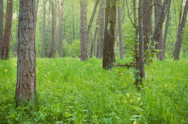 Nature, yellow flower and trees in beautiful spring forest. — Stock Photo, Image