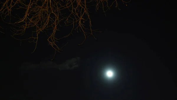Céu noturno, floresta e lua . — Fotografia de Stock
