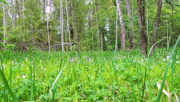 Bella radura foresta in una giornata di primavera . — Foto Stock