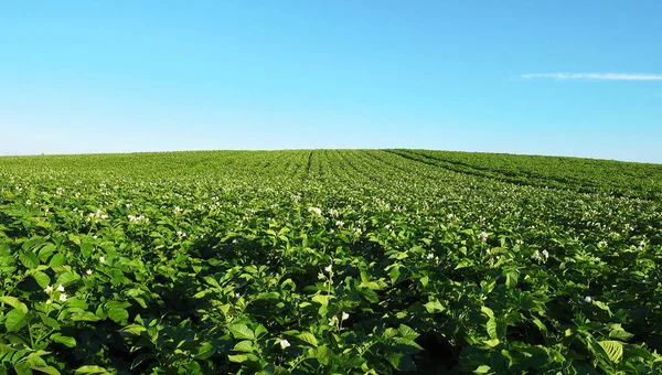 Blühendes Kartoffelfeld bei schönem Tag. — Stockfoto