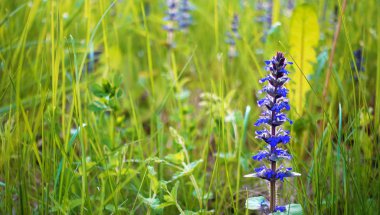 Güzel bir gün, mor çiçekler alanıyla yaz.