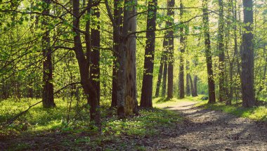 Güneşli bir günde güzel vahşi ormanda yol. 