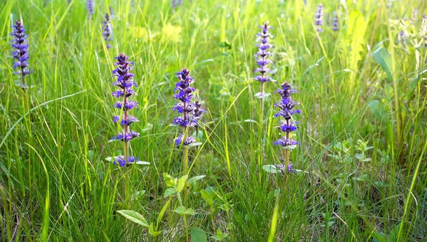 Campo estivo con fiori viola in bella giornata . — Foto Stock