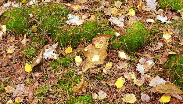 Autumn yellow leaves falling on the ground. — Stock Photo, Image