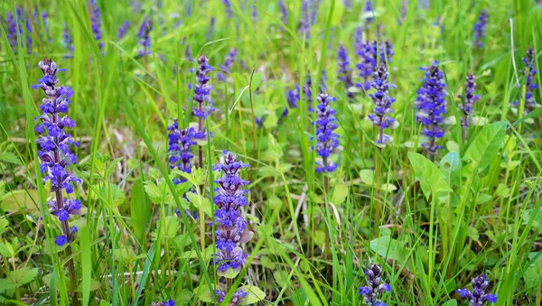 Champ de printemps avec des fleurs violettes à belle journée . — Photo