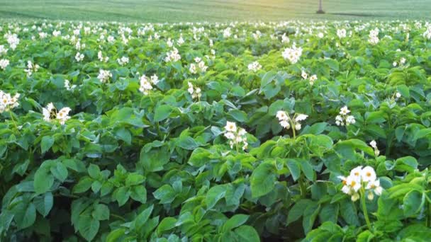 Kran skjuta av ett blommande potatis fält på morgonen, landsbygdens scen. — Stockvideo