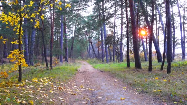 Camino a través de hermoso bosque de otoño . — Vídeos de Stock